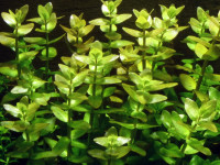 Снимка на Bacopa caroliniana, (Walter,  Robinson, 1908)